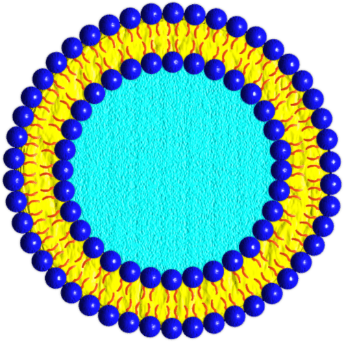 liposomes